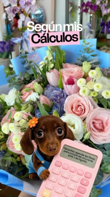 Según mis cálculos…necesitas agendar las flores para sorprender a tu novia este Día de la Novia 💐🤫

¿Qué esperas? ¡Contáctanos!👇🏼
📲 WhatsApp: 998 167 8206  https://wa.link/s1glww 
📞 (998) 287 3704
🌐 www.florescancun.com.mx

#florescancun #floresencancun #floreriacancun #florideas