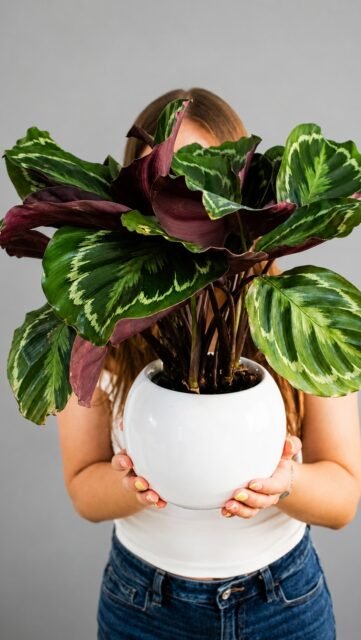 ¿Le gustan las plantas? En Florideas también tenemos variedad de plantas para regalar🪴
Para más información ¡Contáctanos!👇🏼
📲WhatsApp: 998 167 8206 https://walink.co/xlyeip
🌐 www.florescancun.com.mx
#florescancun #floresencancun #floreriacancun #florideas #plantas