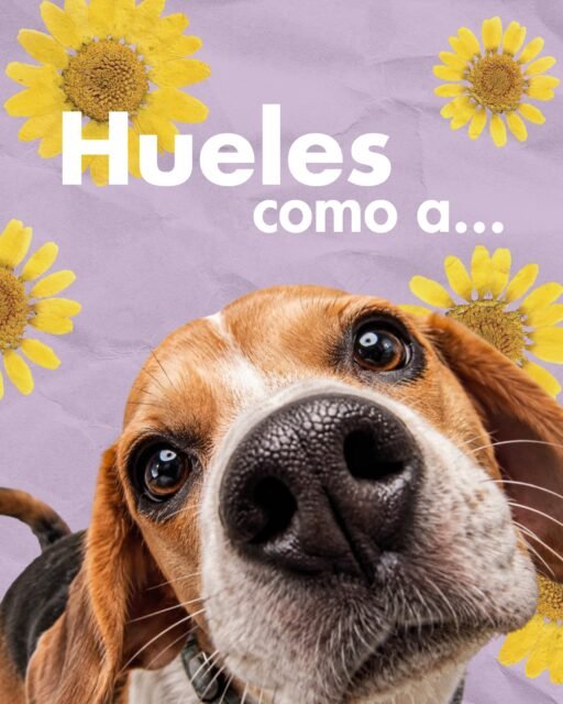 💛🌼 ¿Ya agendaste sus flores amarillas para este 21 de septiembre? 👀
Que no te agarre la fecha, tenemos opciones de flores amarillas en Cancún para regalar y hacerle saber a esa persona que te acordaste de ella 💐
¡Haz tu pedido por WhatsApp!
📲 WhatsApp: 998 167 8206 https://walink.co/hklk69
📞 (998) 287 3704
🌐 www.florescancun.com.mx
#floresamarillas #floresamarillasencancun #21deseptiembre #floreriacancun #floresadomicilio #ramosdeflores #florescancun #regalosconflores