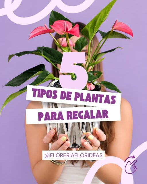 🍃 ¡Regala vida, regala algo que florezca!🪴
¿Buscas un regalo diferente y lleno de significado? ✨
Las plantas son una hermosa forma de sorprender, decorar espacios y transmitir buenos deseos.
Te presentamos 5 plantas que te enamorarán:
🌿 Calathea Medallion: hojas únicas que parecen pintadas a mano.
🎋 Bambú de la suerte: símbolo de prosperidad y buena energía.
❤️ Anturio: elegancia y color para cualquier espacio.
🍃 Árbol de la abundancia: asociado con la prosperidad.
🤍 Aglaonema Snow White: un follaje espectacular en tonos blancos y verdes.
Cada planta tiene su encanto y sus propios cuidados. ¿Cuál elegirías para regalar o decorar tu espacio? 👀🌱
Si quieres regalar una planta ¡Contáctanos!👇🏼
📲 WhatsApp: 998 167 8206 https://walink.co/54gtyj
📞 (998) 287 3704
🌐 www.florescancun.com.mx
#florescancun #floresencancun #floreriacancun #florideas #plantas